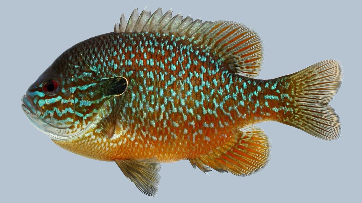longear sunfish