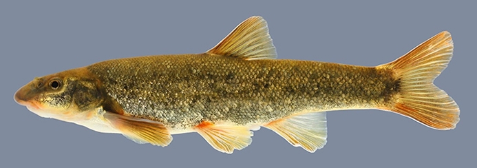 longnose dace