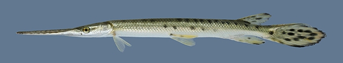 WAFLongnoseGar