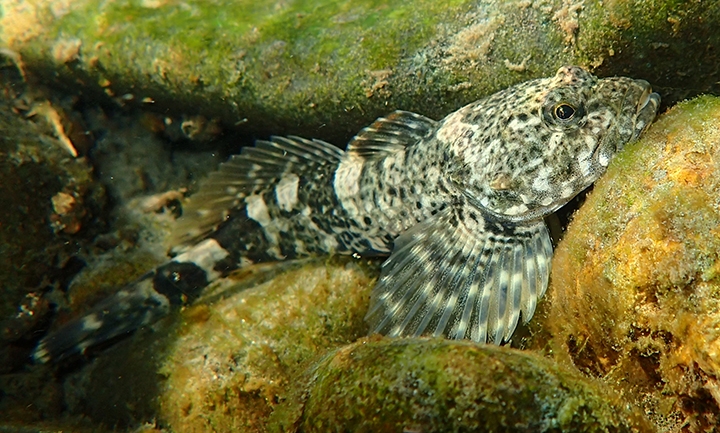 Mottled Sculpin Underwater