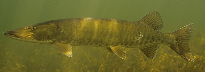 Musky Underwater