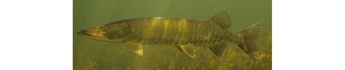 muskellunge