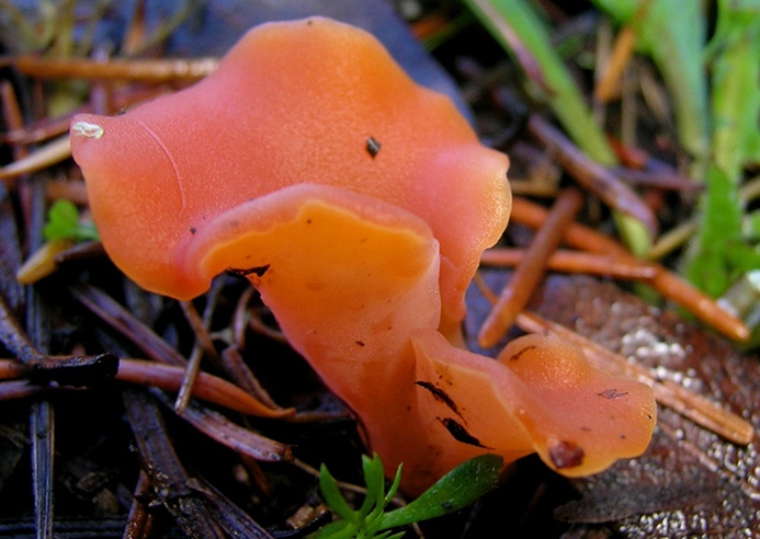 WAFNApricotJellyFungus-MK.jpg