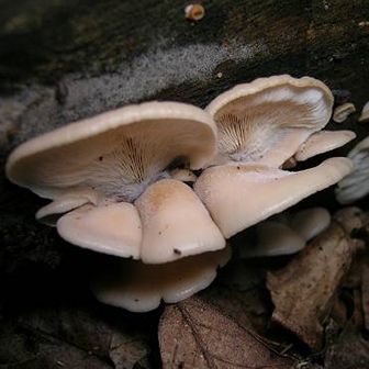 WAFNBearLentinus1-MK.jpg