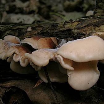 WAFNBearLentinus2-MK.jpg