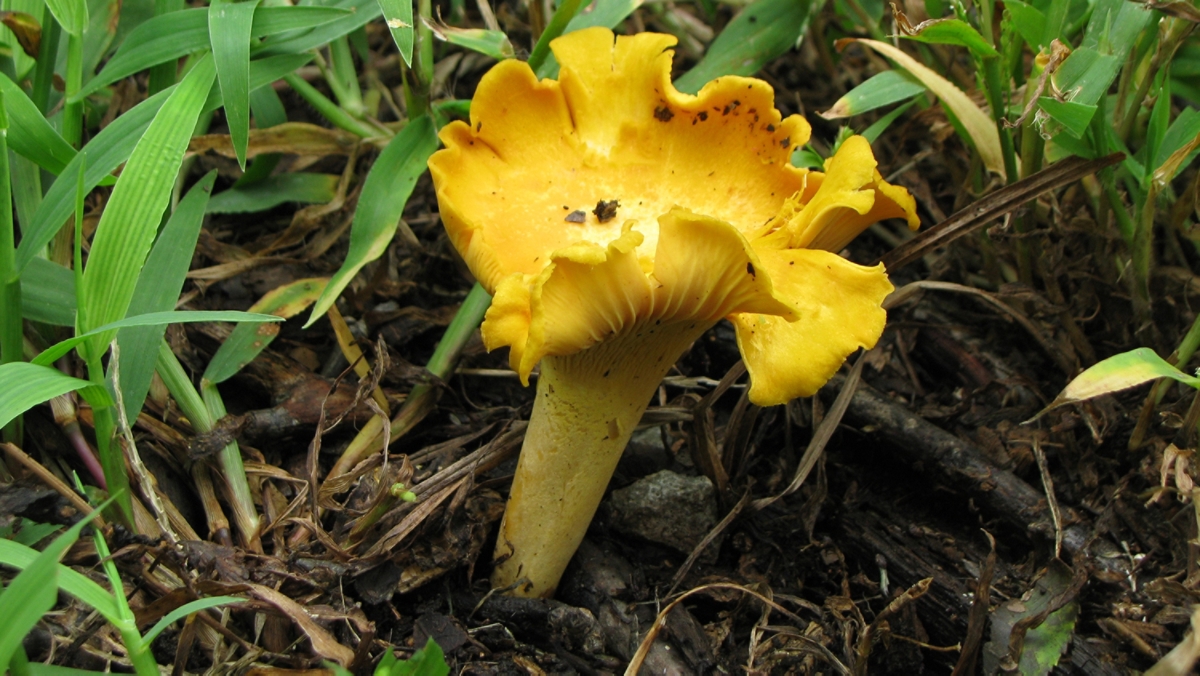 chanterelle