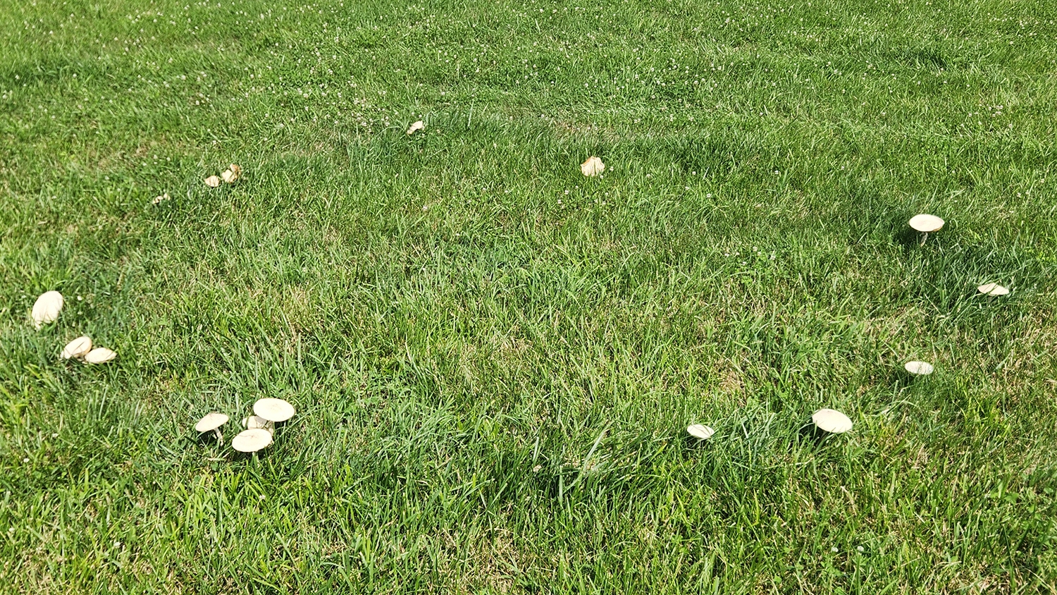 fairy ring mushrooms