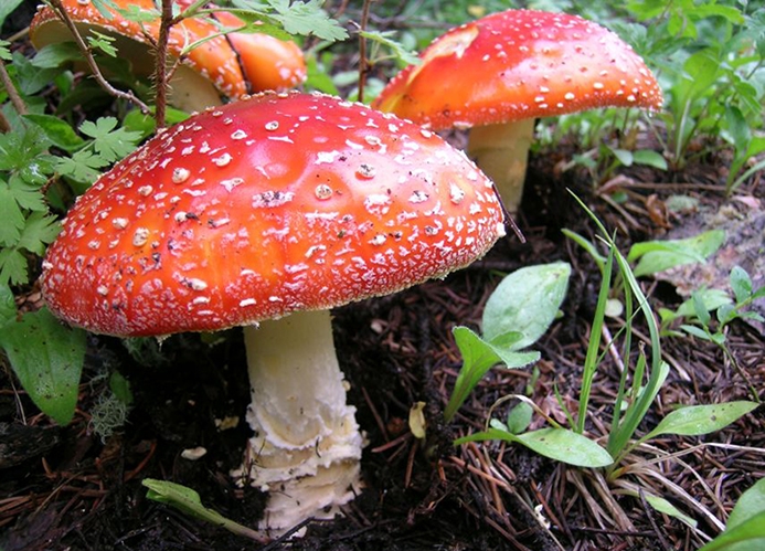 WAFNFlyAgaric-MK.jpg