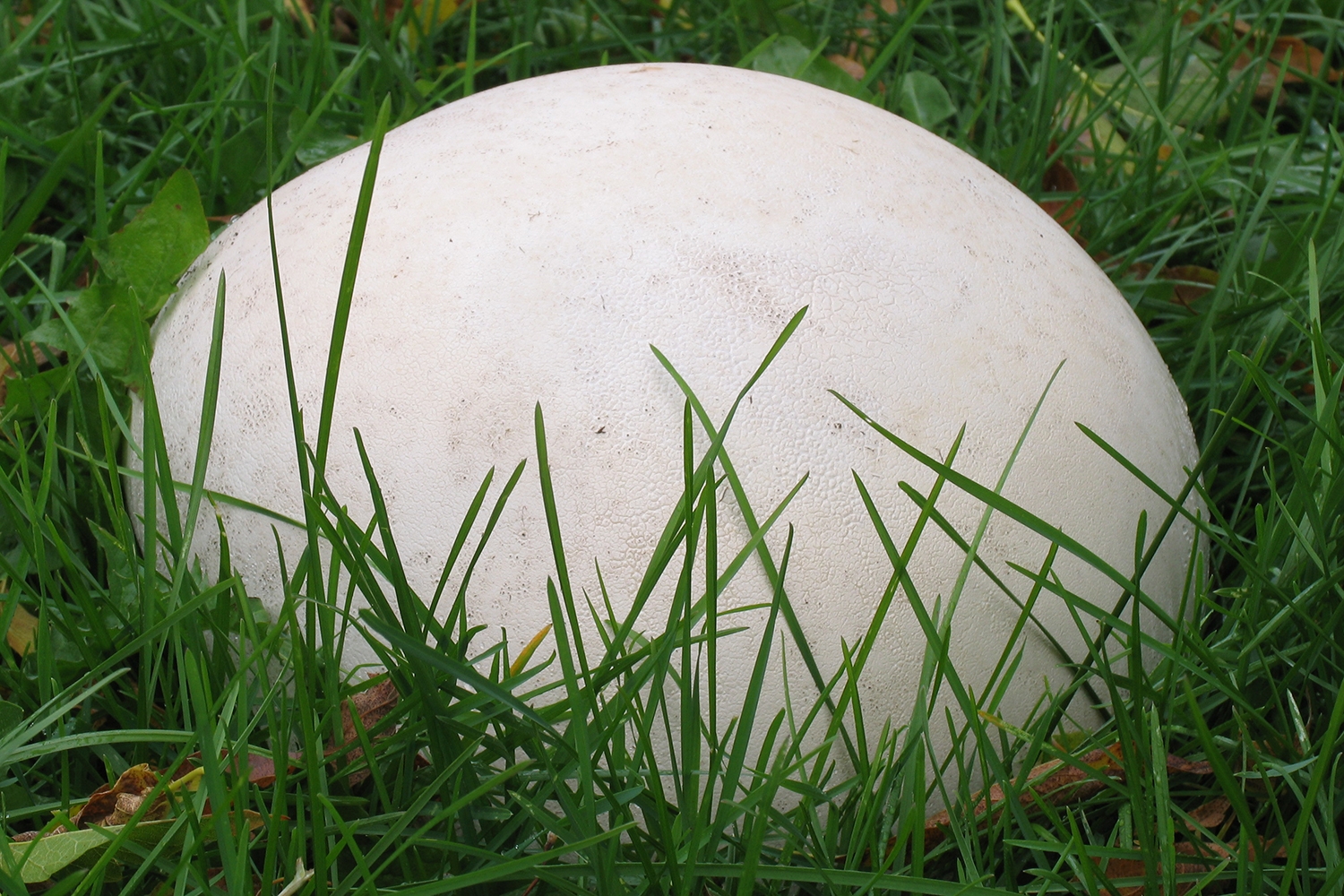 giant puffball