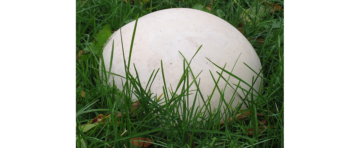 Puffball Mushrooms: A Complete Guide - A-Z Animals