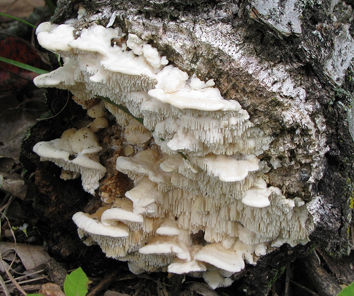 WAFNMarshmallowPolypore-HG.jpg