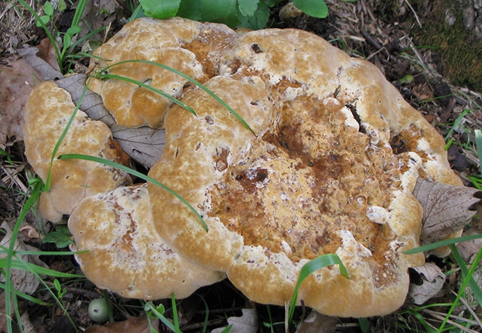 WAFNOakHeartRotFungus-HG.jpg