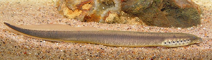 WAFNorthernBrookLamprey-KS.jpg