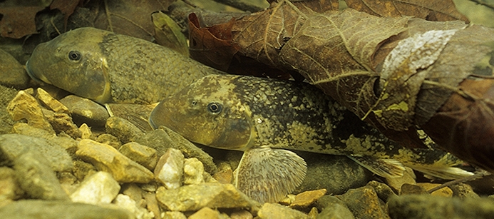 Northern Hogsucker Underwater