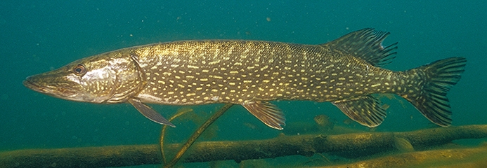 Northern Pike Underwater