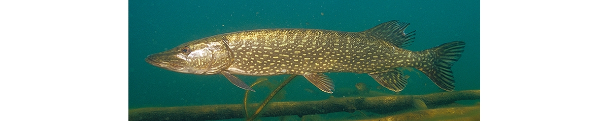 northern pike