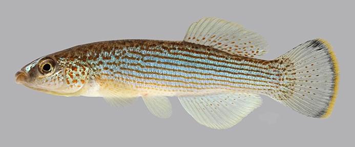 northern studfish