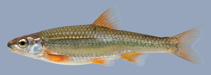 Ozark minnow