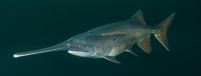 Paddlefish Underwater