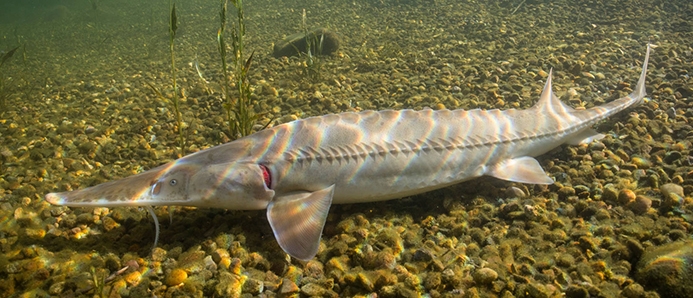 WAFPallidSturgeon-USFWS.jpg