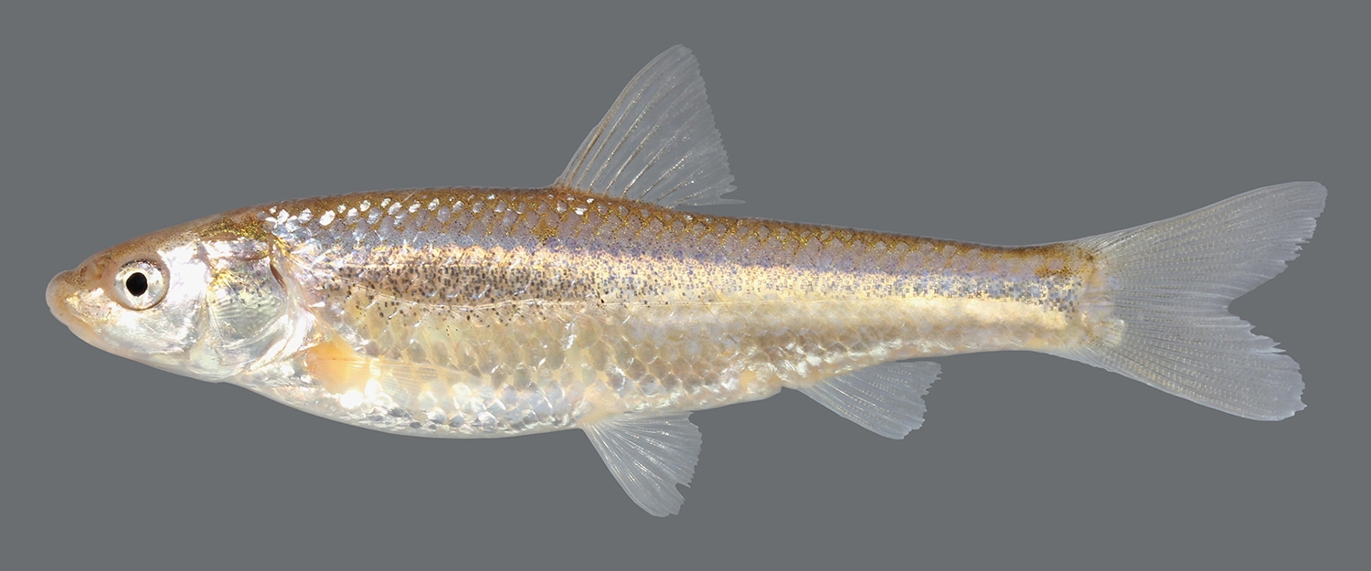 plains minnow