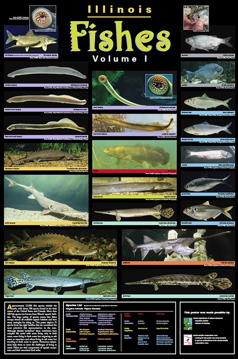 illinois fishes poster front