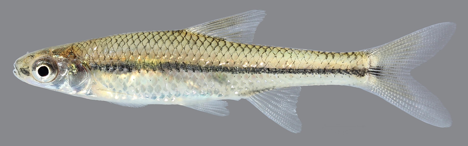 pugnose minnow