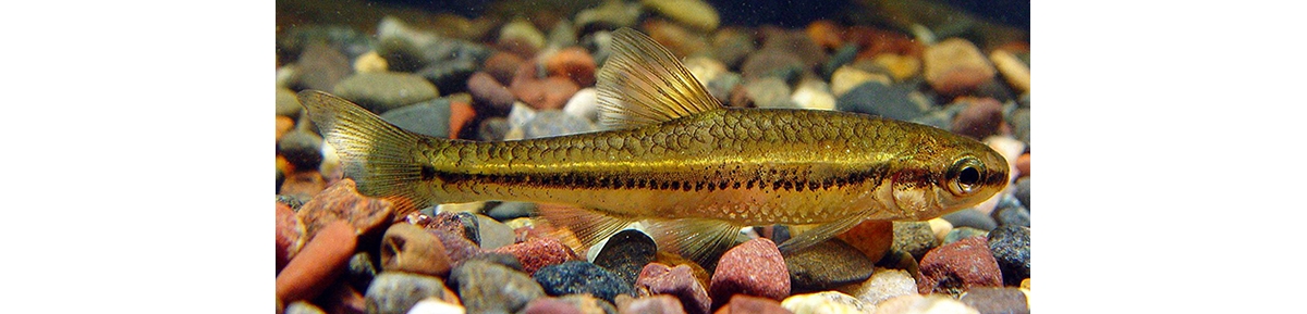 Pugnose Minnow – Discover Fishes