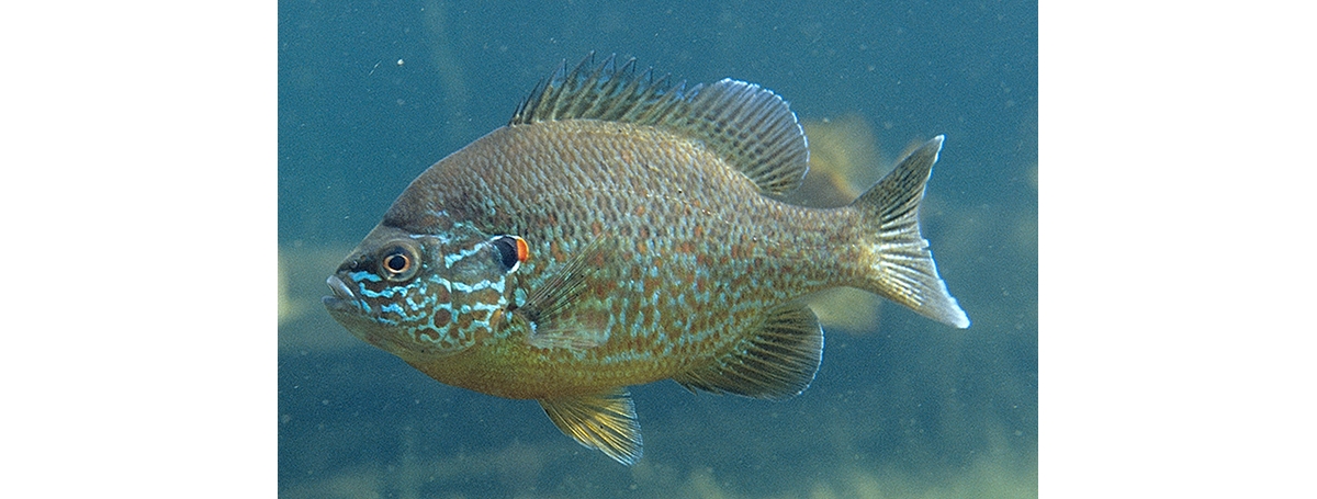 pumpkinseed sunfish