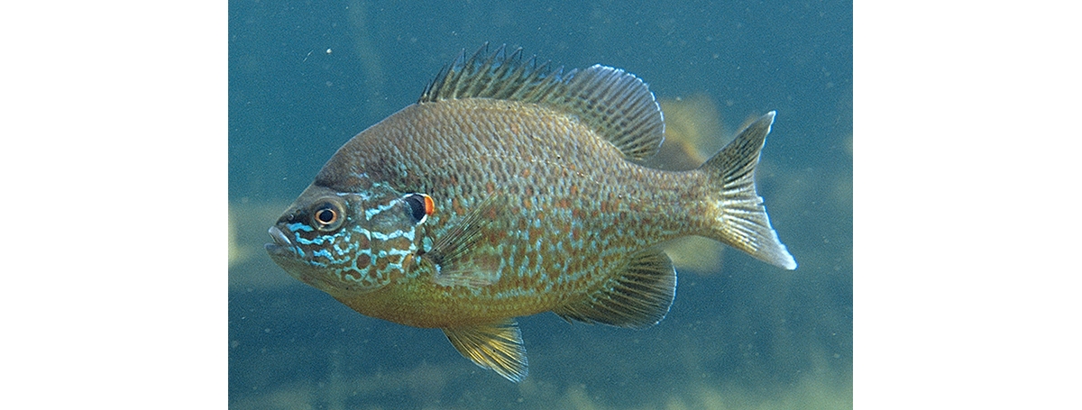 Pumpkin Seed - Perch