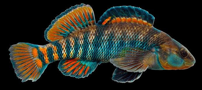 Rainbow Darter