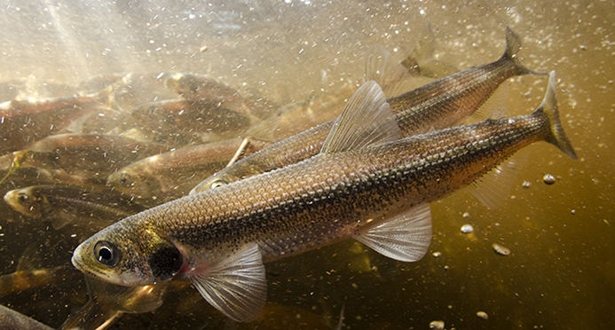 Rainbow Smelt Underwater