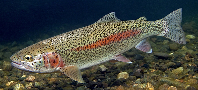 Rainbow Trout Underwater