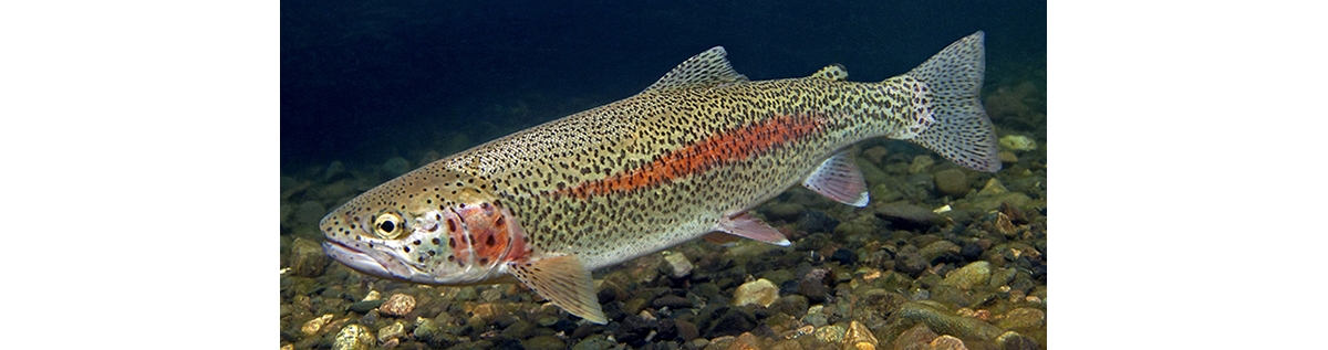 Underwater Trout