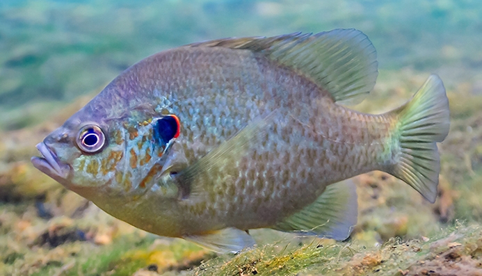 WAFRedearSunfish-ISEE.jpg