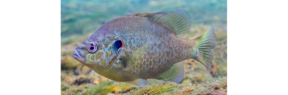 Redear Sunfish  Outdoor Alabama