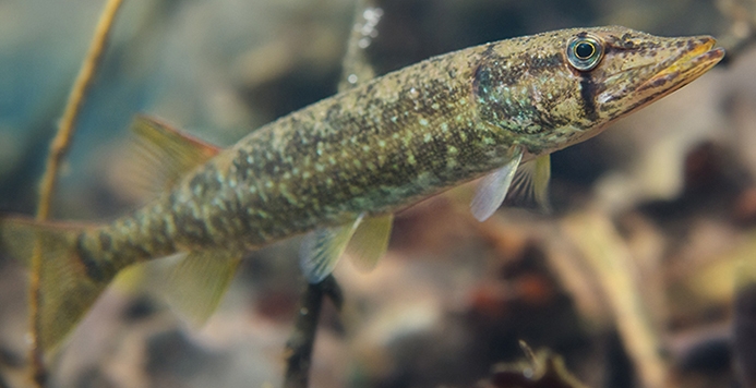 Redfin Pickerel Underwater