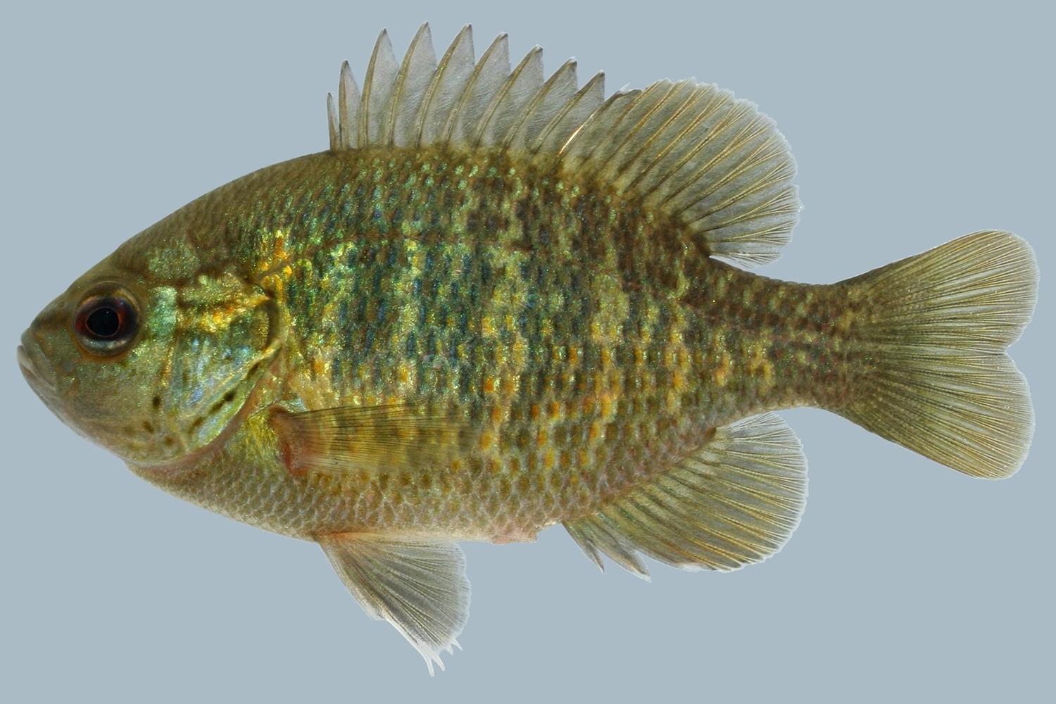 WAFRedspottedSunfish-UT.jpg