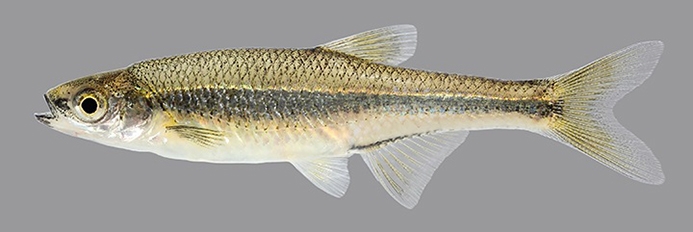 ribbon shiner