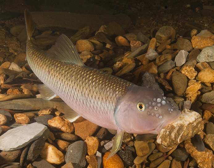 River Chub Underwater