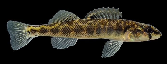 WAFRiverDarter-LM