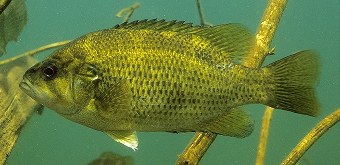 Rock Bass Underwater