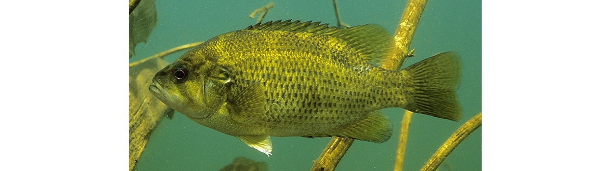 rock bass