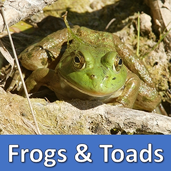 Frogs and Toads Button