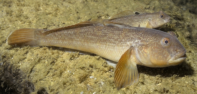 Round Goby Underwater