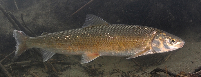 Round Whitefish Underwater