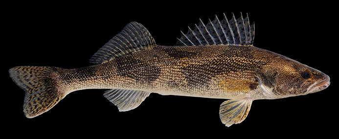 Sauger