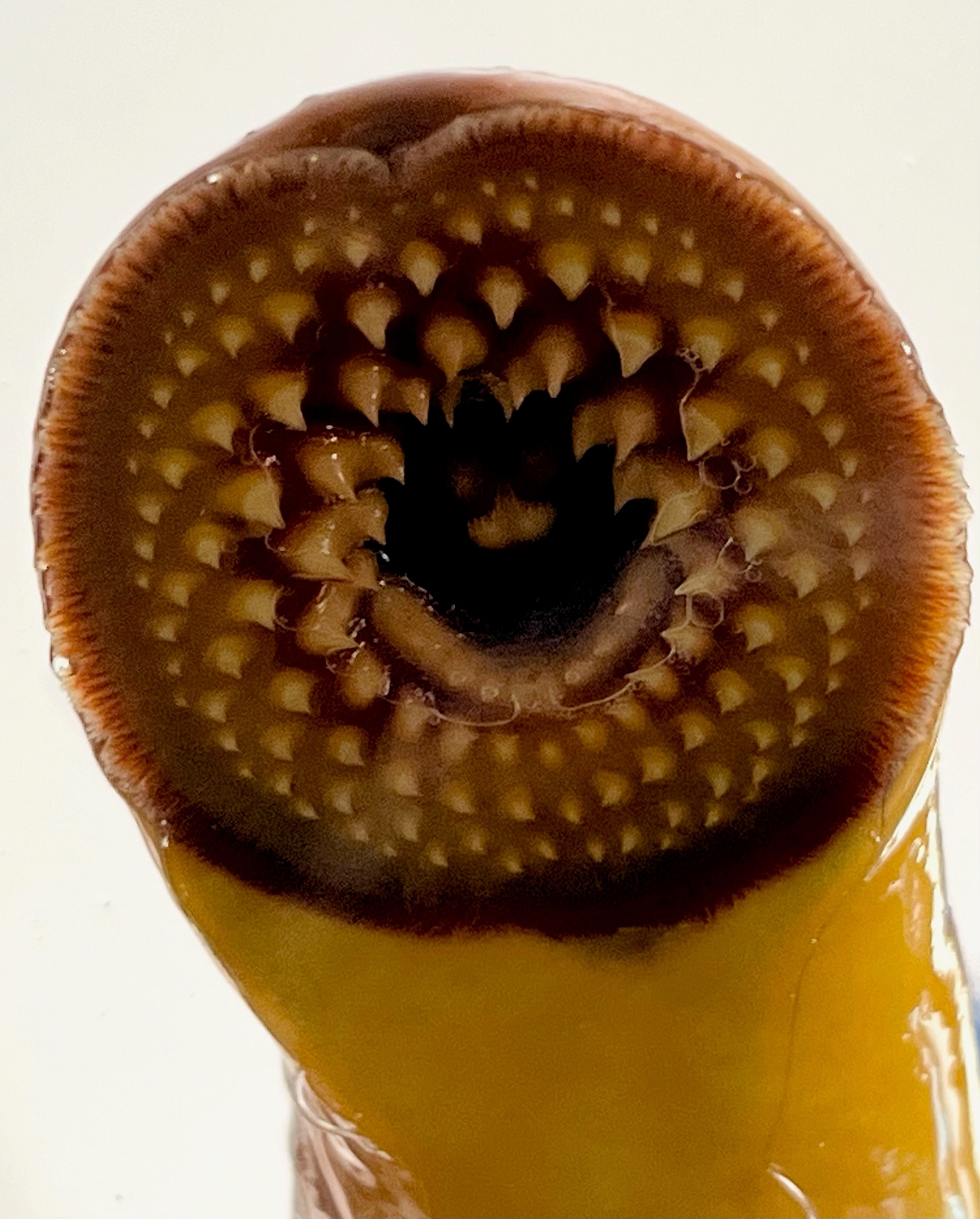 sea lamprey mouth