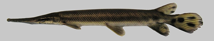 WAFShortnoseGar.jpg