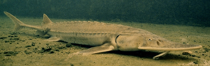 WAFShovelnoseSturgeon.jpg